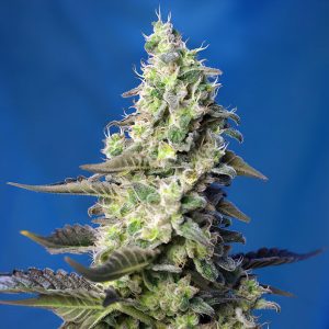 Green Poison XL Auto Sweet Seeds Semi Autofiorenti cime resinose