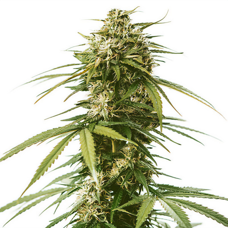 Gushers - Royal Queen Seeds - Semi Femminizzati, vista 3