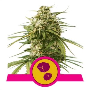 Gushers Royal Queen Seeds Semi Femminizzati cime resinose