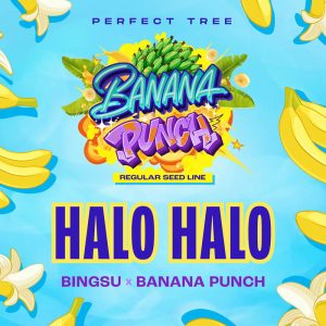 Halo Halo Perfect Tree Semi Regolari pianta madre