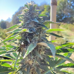 Hebe Auto Semi CBD cime dense ricche di CBD
