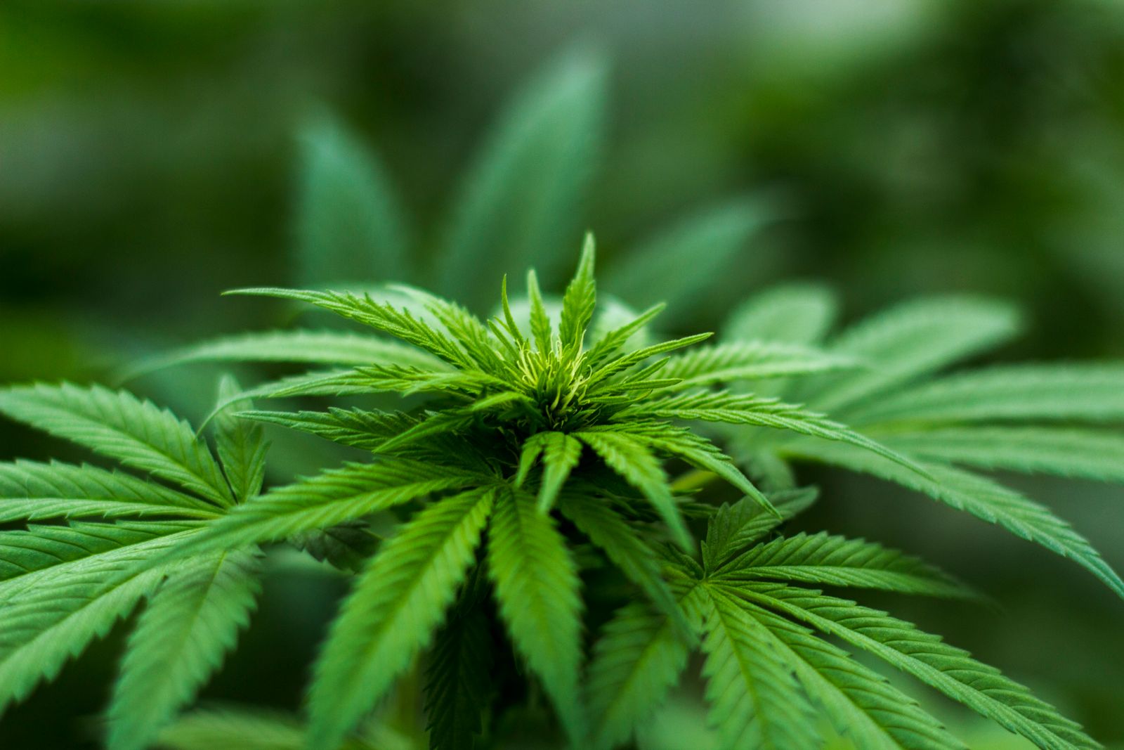 Pianta di semi di cannabis