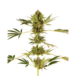 Himalayan Sensi Seeds Semi CBD cime dense