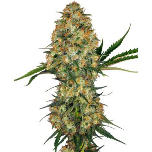 Hindu Kush Sensi Seeds Semi Femminizzati cime resinose