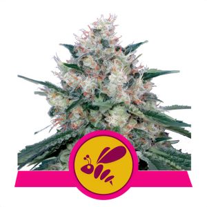 Honey Cream Fast Version Royal Queen Seeds Semi Femminizzati cime resinose