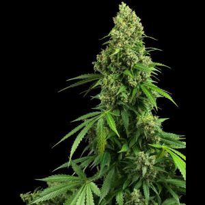 Honey Melon Kush Auto Sensi Seeds Semi Autofiorenti cime resinose
