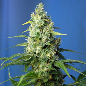Honey Peach Auto Sweet Seeds Semi CBD cime dense
