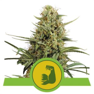 Hulkberry Automatic Royal Queen Seeds Semi Autofiorenti cime resinose