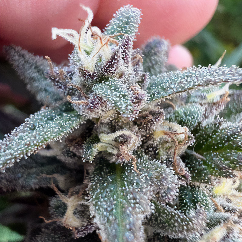 HulkBerry - Royal Queen Seeds - Semi Femminizzati, vista 3