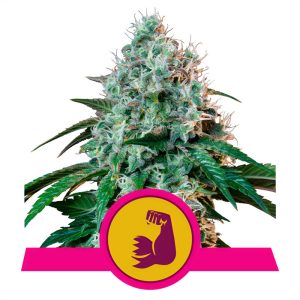 HulkBerry Royal Queen Seeds Semi Femminizzati cime resinose