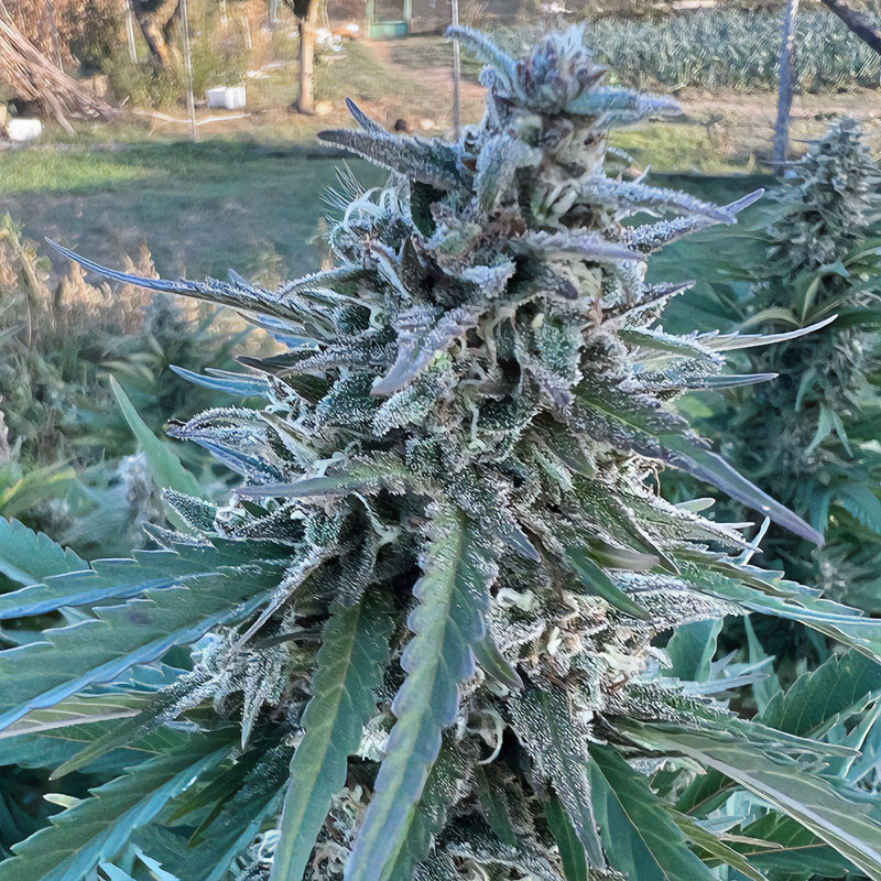 HulkBerry - Royal Queen Seeds - Semi Femminizzati, vista 4