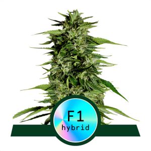 Hyperion F1 Royal Queen Seeds Semi Autofiorenti cime resinose