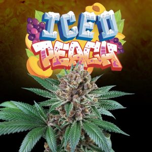 Iced Peach Perfect Tree Semi Femminizzati cime resinose