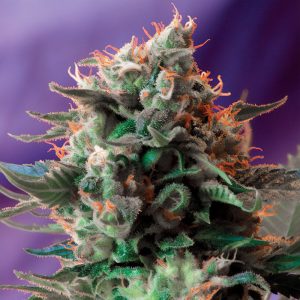 Jack 47 F1 Fast Version Sweet Seeds Semi Femminizzati cime resinose