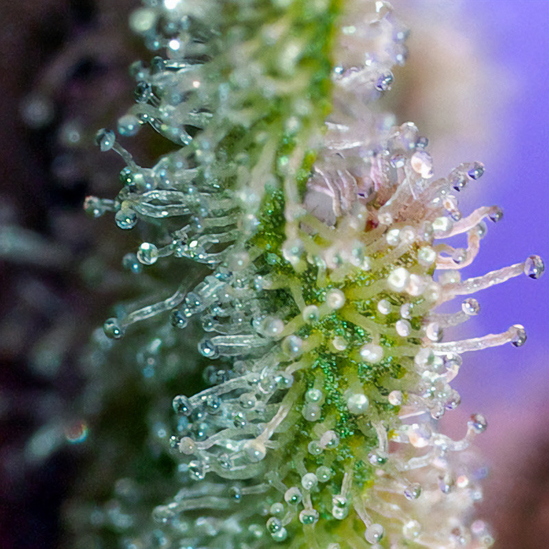 Jack 47 - Sweet Seeds - Semi Femminizzati, vista 3