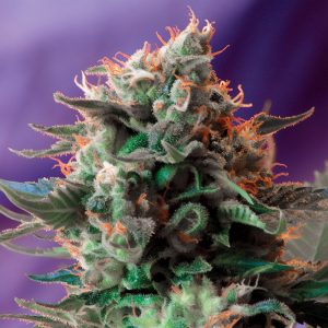 Jack 47 Sweet Seeds Semi Femminizzati cime resinose