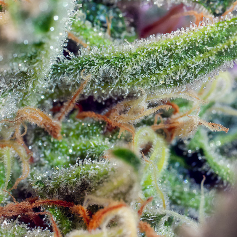 Jack 47 - Sweet Seeds - Semi Femminizzati, vista 4