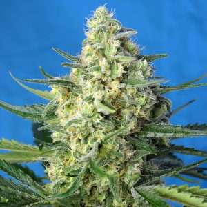 Jack 47 XL Auto Sweet Seeds Semi Autofiorenti cime resinose