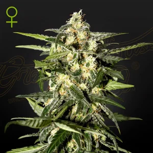 Jack Herer Auto Green House Seeds Semi Autofiorenti cime resinose