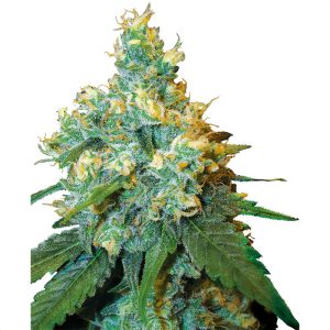 Jack Herer Sensi Seeds Semi Femminizzati cime resinose