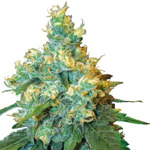 Jack Herer Sensi Seeds Semi Regolari pianta madre
