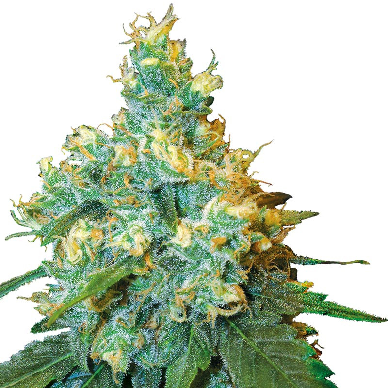 Jack Herer Sensi Seeds Semi Regolari pianta madre