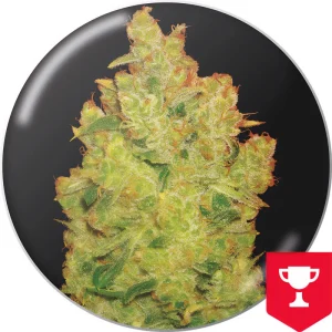 Jack La Mota Medical Seeds Semi Femminizzati cime resinose