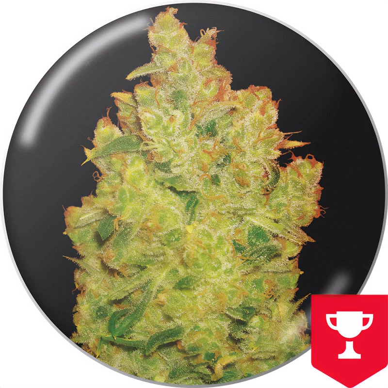 Jack La Mota Medical Seeds Semi Femminizzati cime resinose