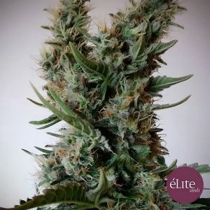 Jack Ultra Elite Seeds Semi CBD cime resinose