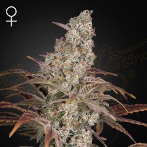 Jack's Dream Green House Seeds Semi Femminizzati cime resinose