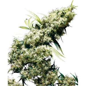 Jamaican Pearl Sensi Seeds Semi Femminizzati cime resinose