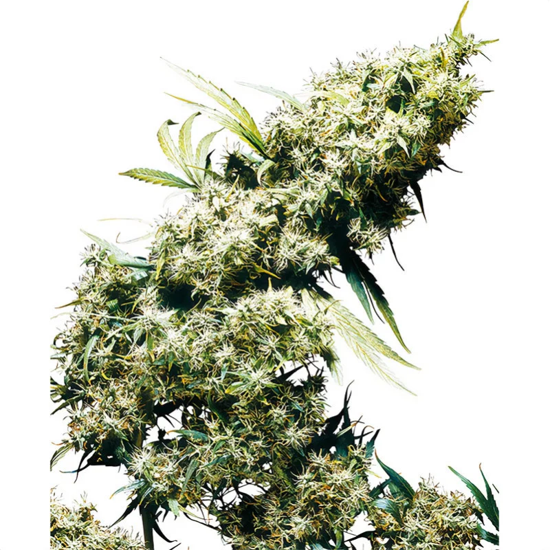 Jamaican Pearl Sensi Seeds Semi Femminizzati cime resinose