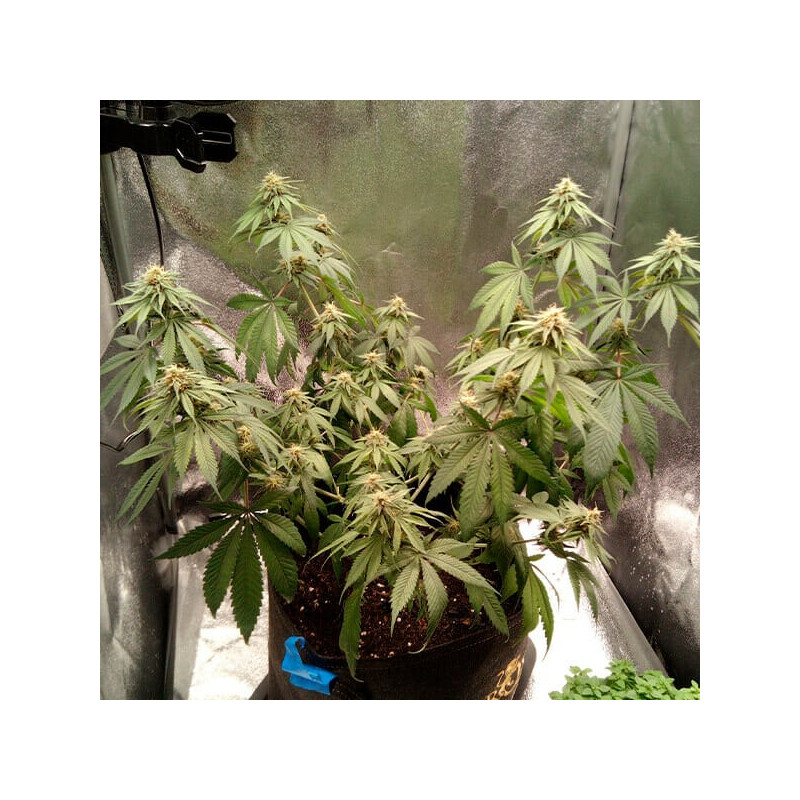 Joanne's - Royal Queen Seeds - Semi CBD, vista 2