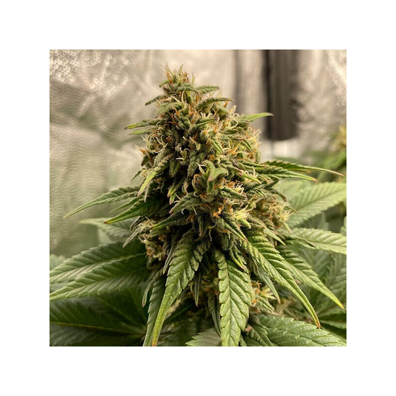 Joanne's - Royal Queen Seeds - Semi CBD, vista 3