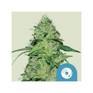 Joanne's Royal Queen Seeds Semi CBD cime resinose
