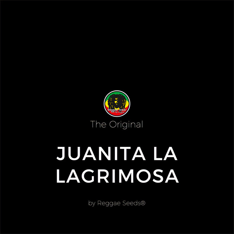 Juanita la Lagrimosa - Reggae Seeds - Semi CBD, vista 2