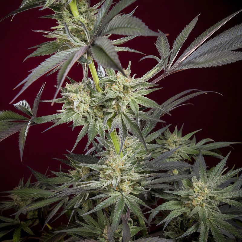 Juanita la Lagrimosa - Reggae Seeds - Semi CBD, vista 3