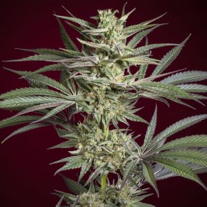Juanita la Lagrimosa Reggae Seeds Semi CBD cime resinose