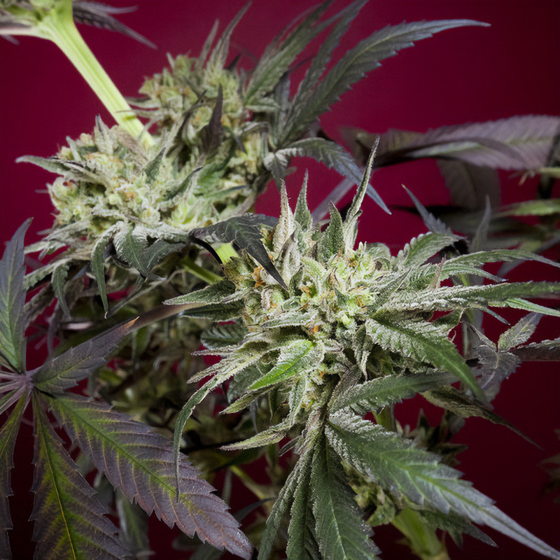 Juanita la Lagrimosa - Reggae Seeds - Semi CBD, vista 4