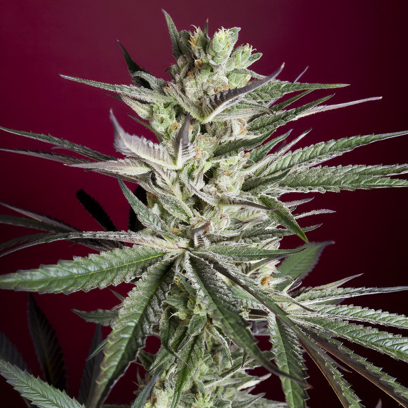 Juanita la Lagrimosa - Reggae Seeds - Semi CBD, vista 5
