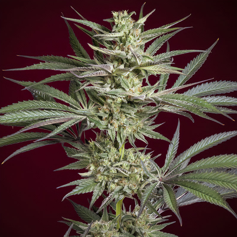 Juanita la Lagrimosa Reggae Seeds Semi CBD cime resinose