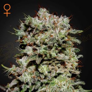 Kalashnikova Green House Seeds Semi Femminizzati cime dense