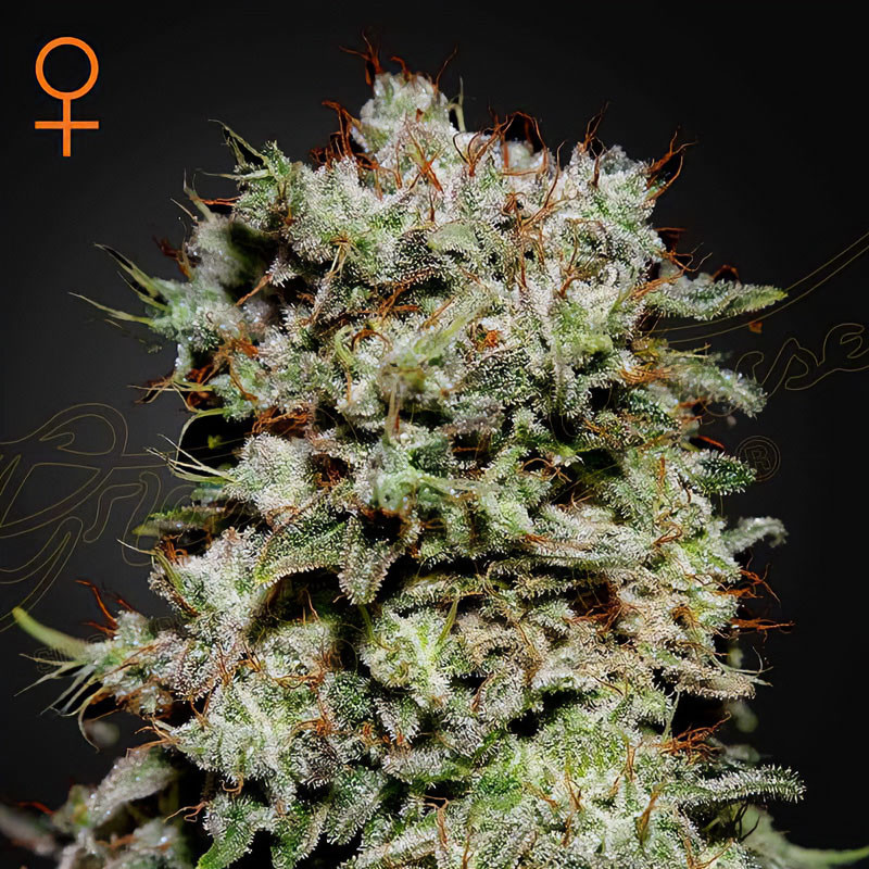 Kalashnikova Green House Seeds Semi Femminizzati cime dense