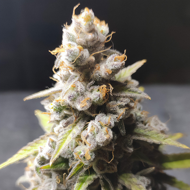 Kali Dog - Royal Queen Seeds - Semi Femminizzati, vista 3