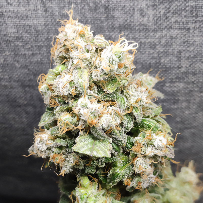 Kali Dog - Royal Queen Seeds - Semi Femminizzati, vista 4