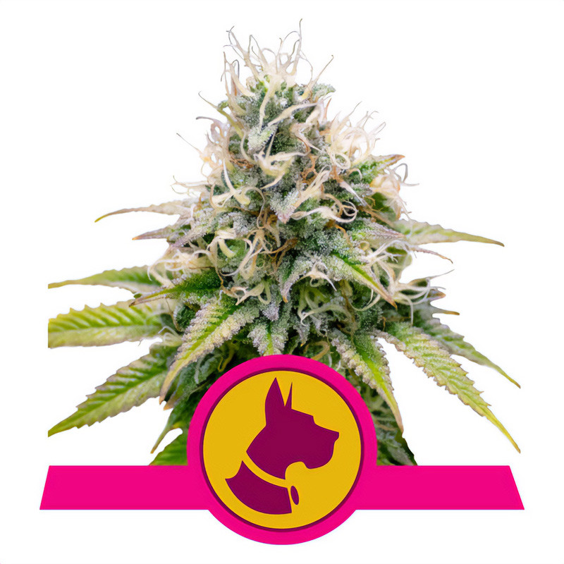 Kali Dog Royal Queen Seeds Semi Femminizzati cime resinose