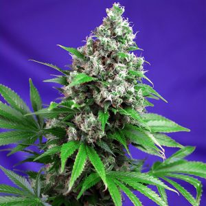 Killer Kush Fast Version Sweet Seeds Semi Femminizzati cime resinose