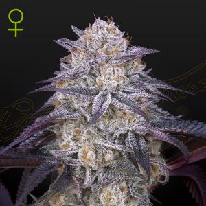 King's Juice Auto Green House Seeds Semi Autofiorenti cime resinose