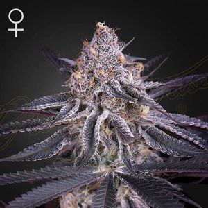 King's Juice Green House Seeds Semi Femminizzati cime resinose