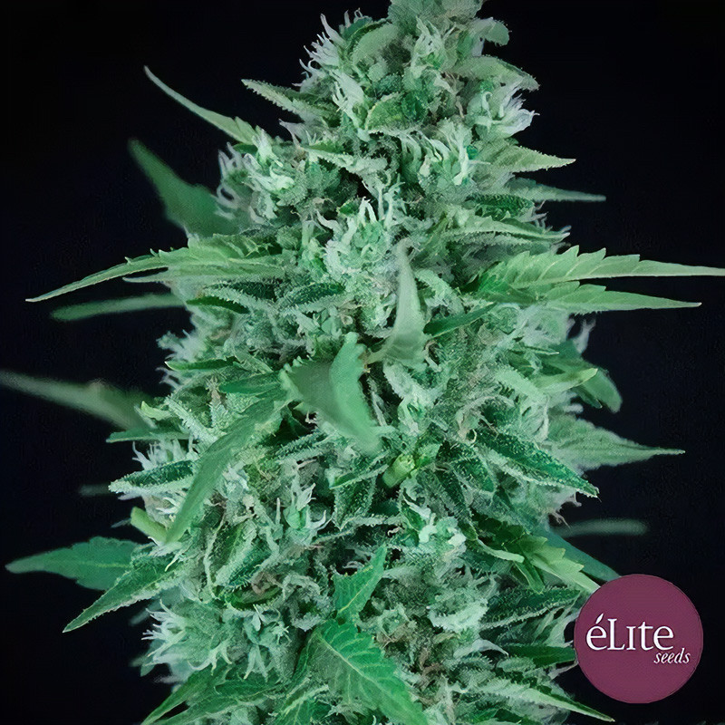 La Rica Auto Elite Seeds Semi CBD cime dense